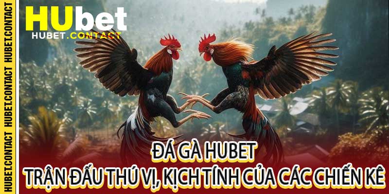 Đá Gà Hubet – Trận Đấu Thú Vị, Kịch Tính Của Các Chiến Kê - Na77